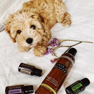 Natural Puppy Shampoo with Essential Oils